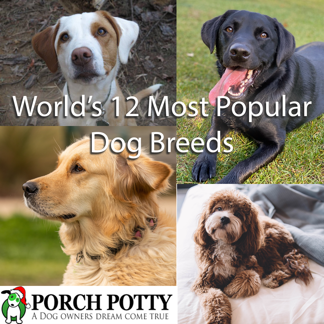 The World’s 12 Most Popular Dog Breeds – Porch Potty Ca