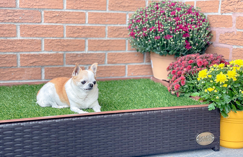 Dog bathroom on store balcony