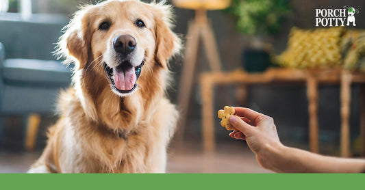 A golden retriever being offered a treat, showcasing the use of rewards in positive reinforcement training.