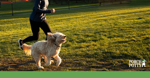 A fluffy blonde dog runs in a grassy field with its owner