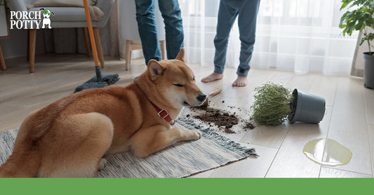 Dog lying near a toppled plant with spilled soil and water on the floor.