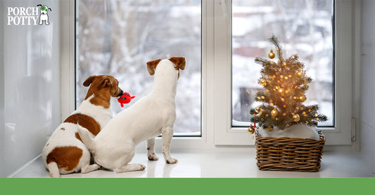 Two Jack Russell terriers sitting by a snowy window, one holding a toy, next to a small decorated Christmas tree.