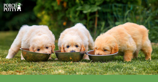 Three Golden Retriever puppies eating from metal bowls on a grassy field.