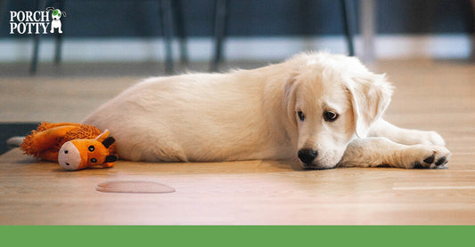 A young Golden Retriever puppy looks back at a yellow puddle