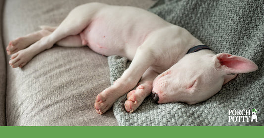 A sweet puppy sleeps on the sofa