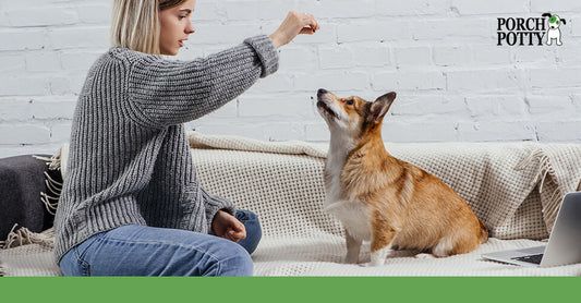 A woman sitting on a couch trains her Corgi by holding a treat above its head, reinforcing basic obedience.