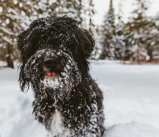 How to take the BRRR out of winter potty breaks!